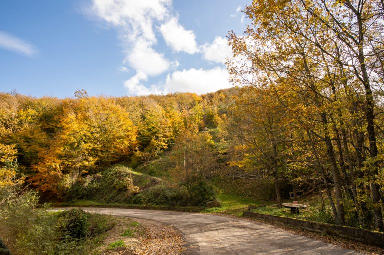Ruoti